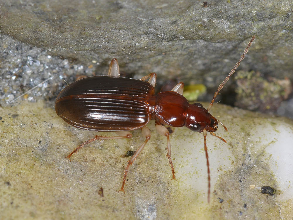Quale Carabidae? Paranchus albipes